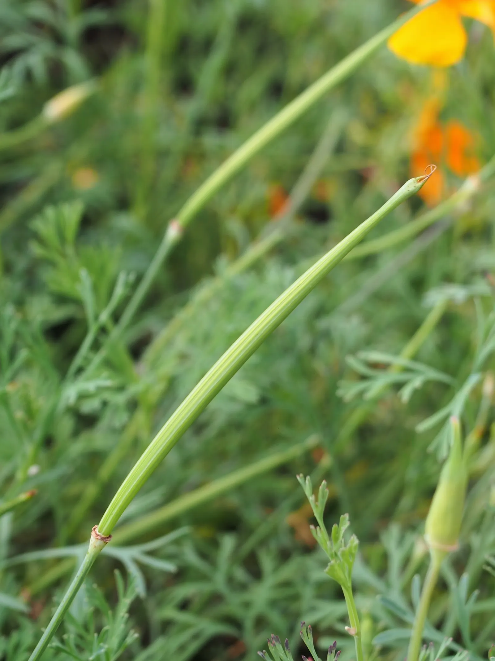 Mexican Gold Poppy (Eschscholzia Mexicana) — Thrives in USDA Zones 7-10; adding a splash of color in late winter to spring, image 89