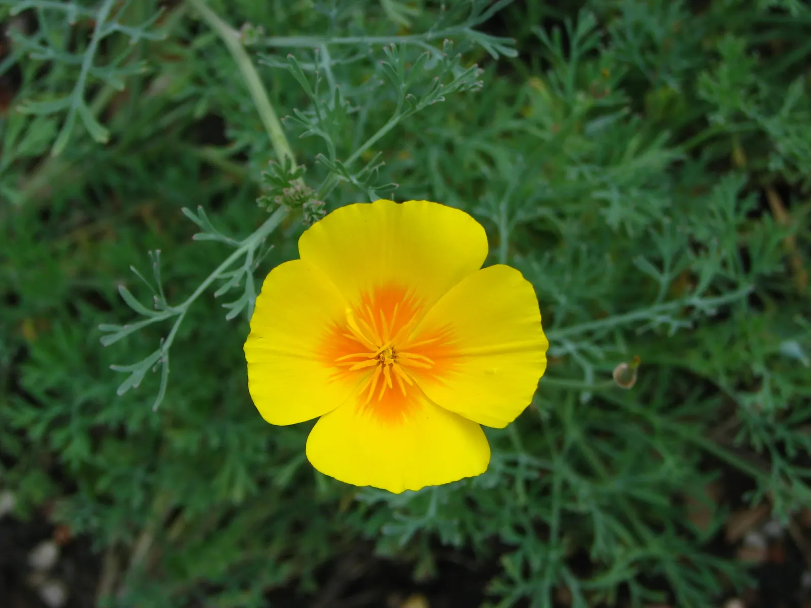Mexican Gold Poppy (Eschscholzia Mexicana) — Ideal for rock gardens, borders, and as a groundcover; presents a soft texture that complements the, image 203