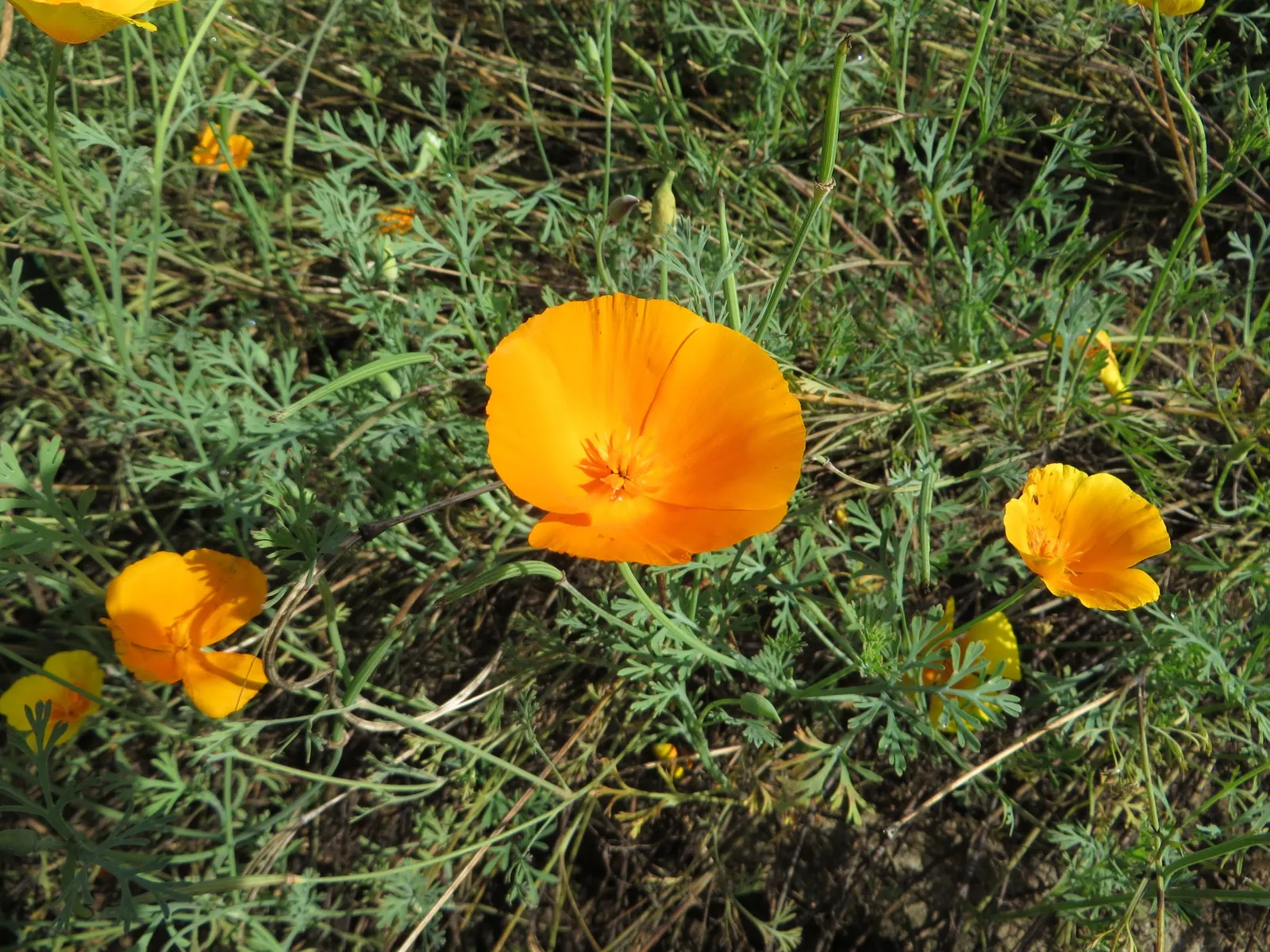 Mexican Gold Poppy (Eschscholzia Mexicana) — this poppy thrives in USDA Hardiness Zones 8 through 10