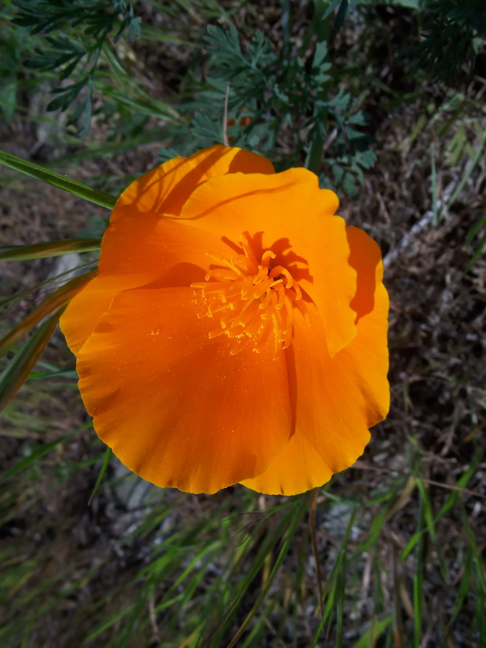 Mexican Gold Poppy (Eschscholzia Mexicana) — Originating from the deserts of Mexico and the southwestern United States; contributing to the local, image 64