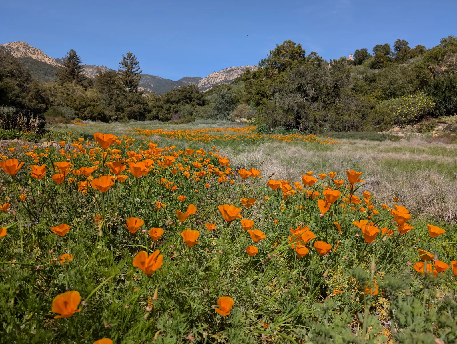 Mexican Gold Poppy (Eschscholzia Mexicana) — gold and orange and yellow flowers in the garden; the flower's showy cups are approximately 2 inches, image 138