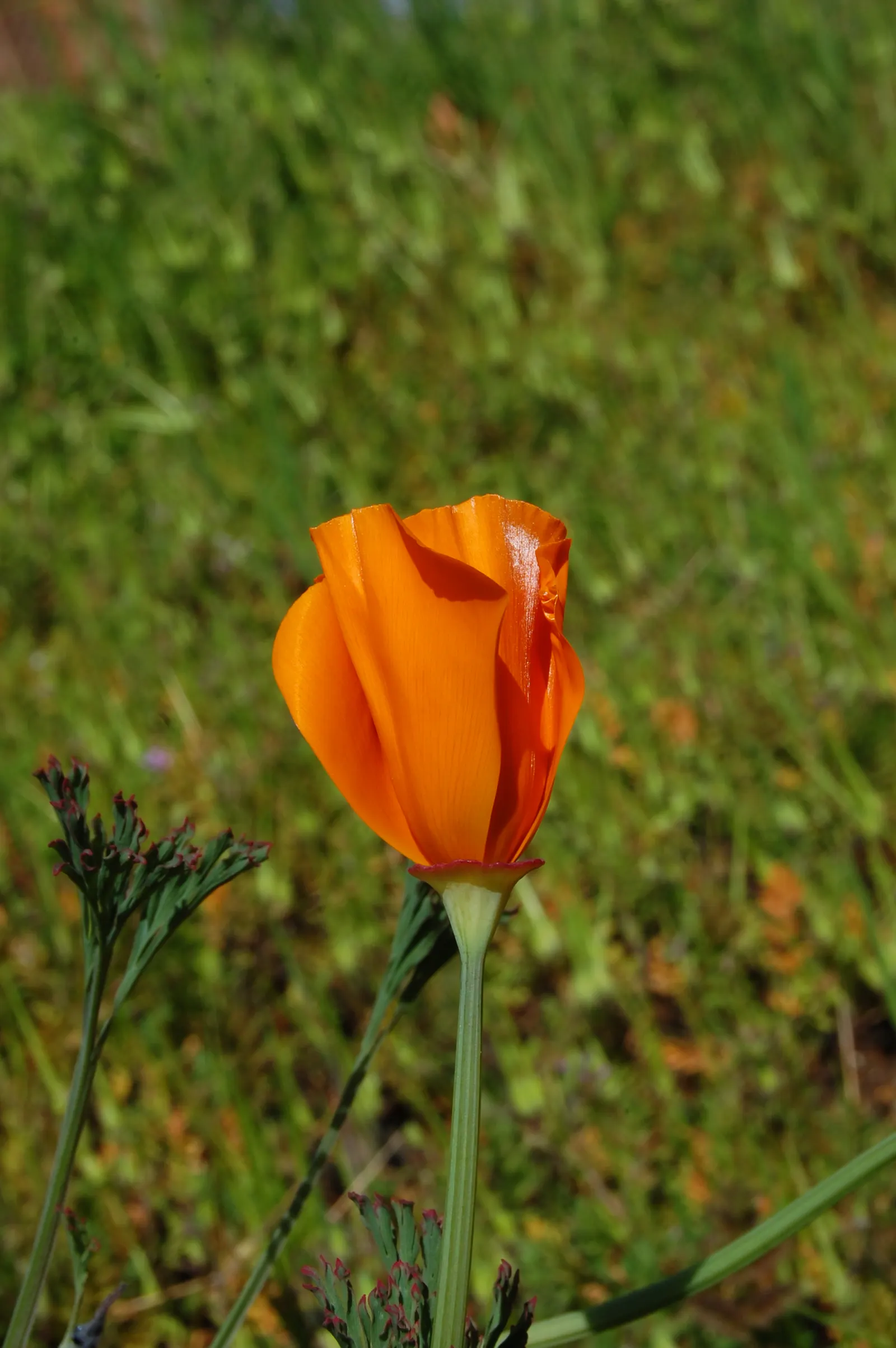 Mexican Gold Poppy (Eschscholzia Mexicana) — The flower's showy cups are approximately 2 inches across; presents a soft texture that complements the bold