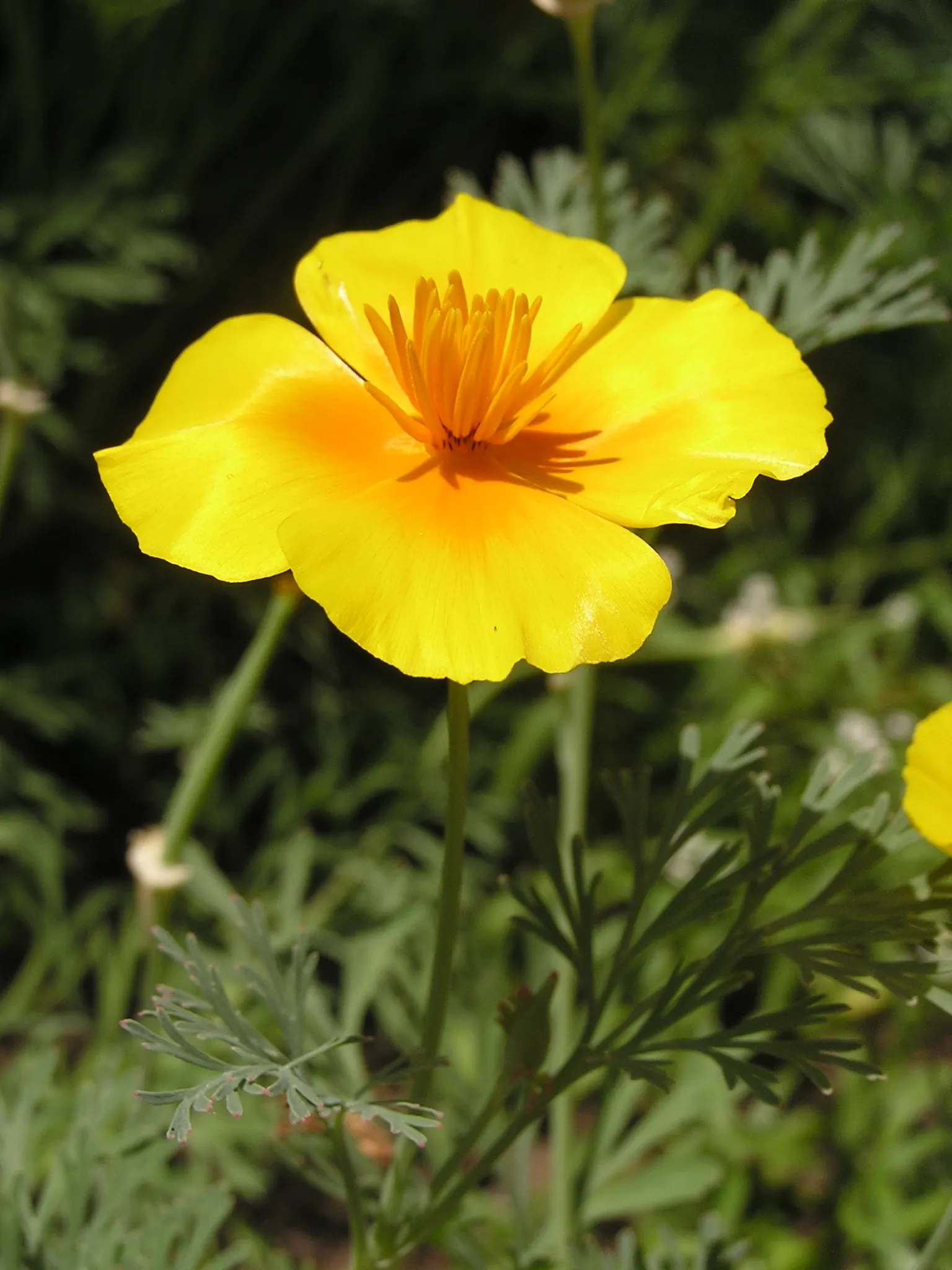Mexican Gold Poppy (Eschscholzia Mexicana) — presents a soft texture that complements the bold flowers; the flower's showy cups are approximately 2 inches