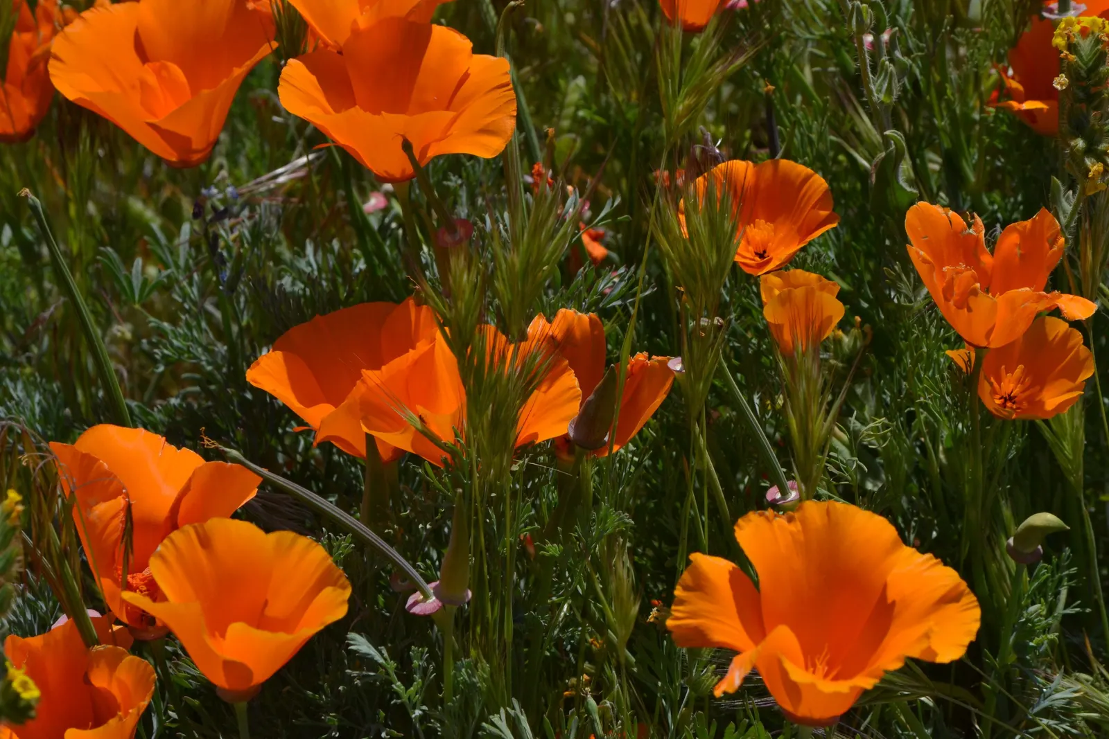 Mexican Gold Poppy (Eschscholzia Mexicana) — The Mexican Gold Poppy, or Eschscholzia mexicana, is a vibrant annual with golden-yellow blooms, image 113