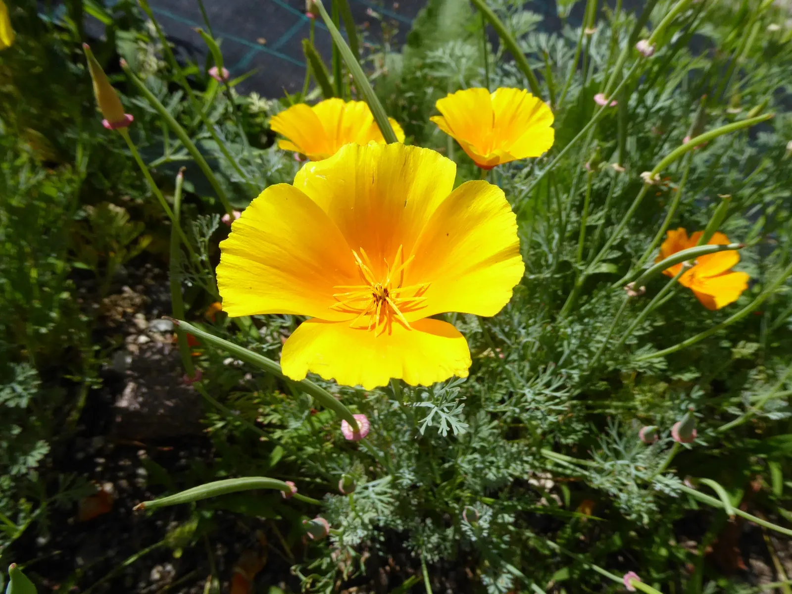 Mexican Gold Poppy (Eschscholzia Mexicana) — finely dissected and fern-like