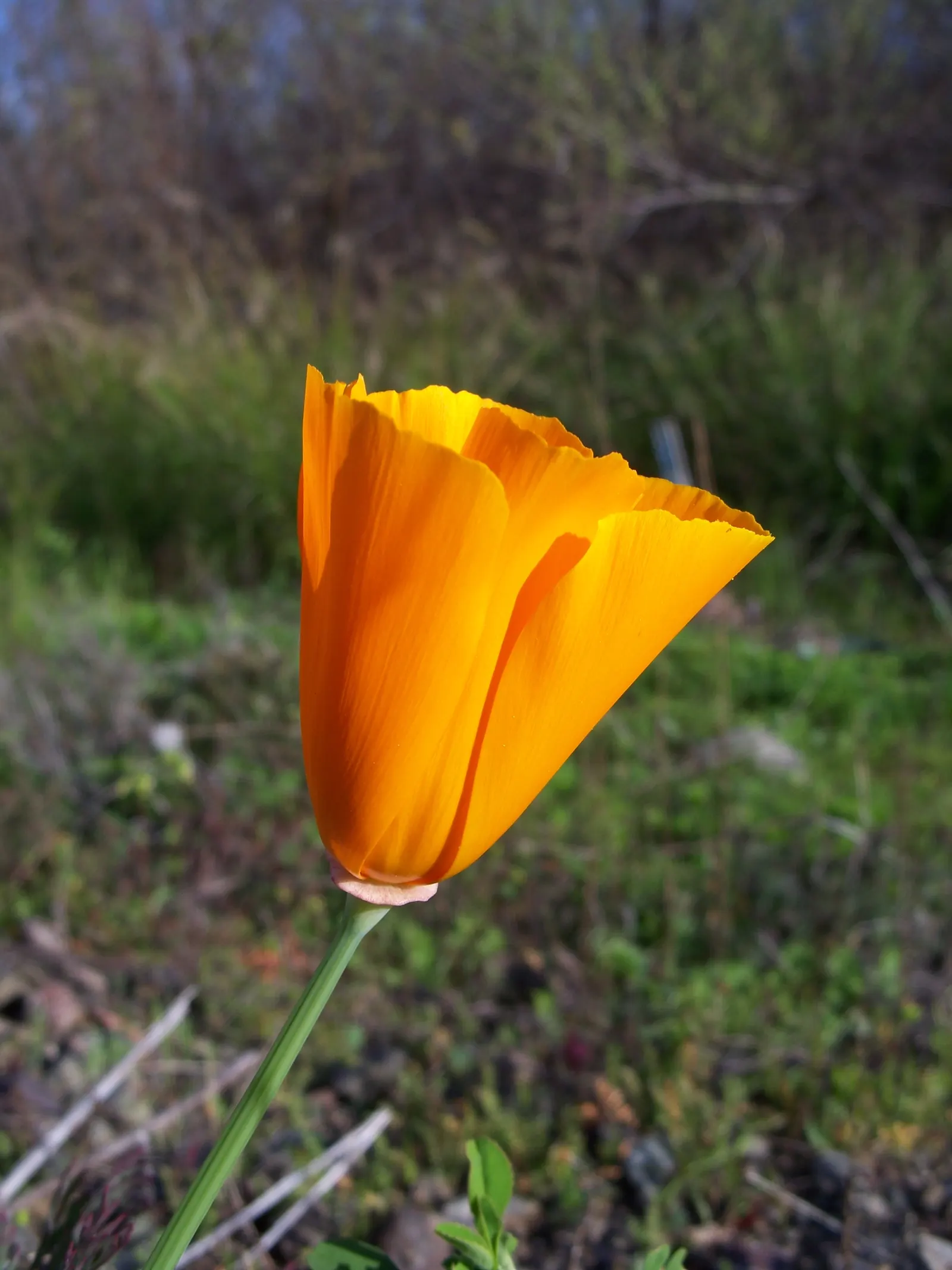 Mexican Gold Poppy (Eschscholzia Mexicana) — contributing to the local ecosystem; adding a splash of color in late winter to spring, image 109