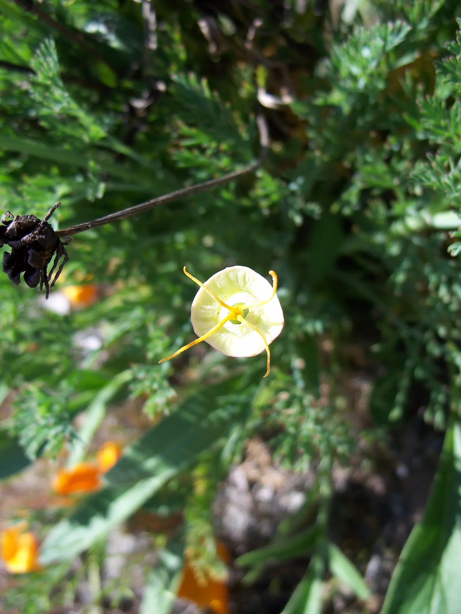 Mexican Gold Poppy (Eschscholzia Mexicana) — finely dissected and fern-like; adding a splash of color in late winter to spring, image 185