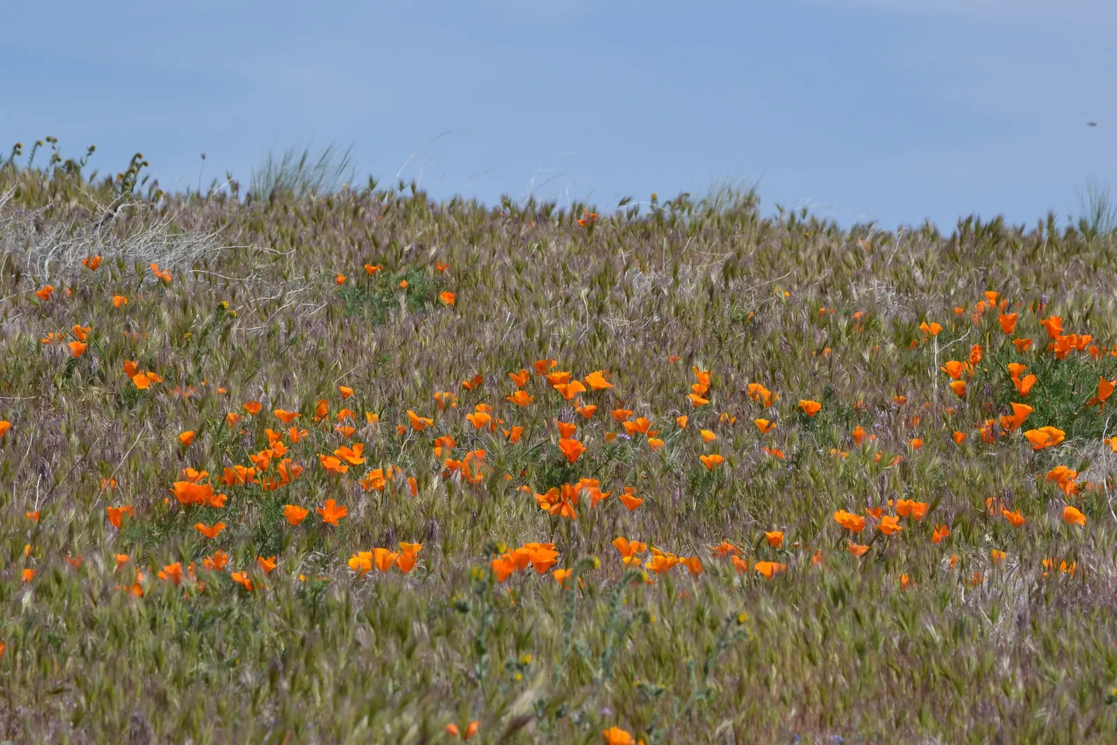 Mexican Gold Poppy (Eschscholzia Mexicana) — glaucous green stems that reach heights between 8 and 18 inches; adding a splash of color in late, image 181