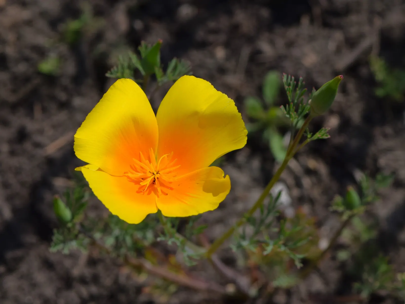Mexican Gold Poppy (Eschscholzia Mexicana) — preferring full sun exposure for optimal bloom; the flower's showy cups are approximately 2 inches, image 94