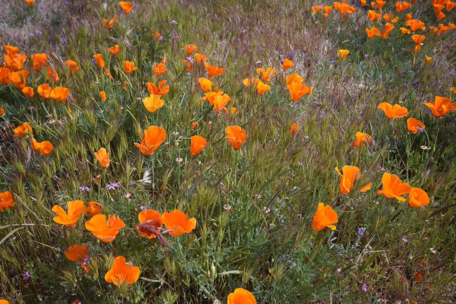 Mexican Gold Poppy (Eschscholzia Mexicana) — finely dissected and fern-like; adding a splash of color in late winter to spring, image 213