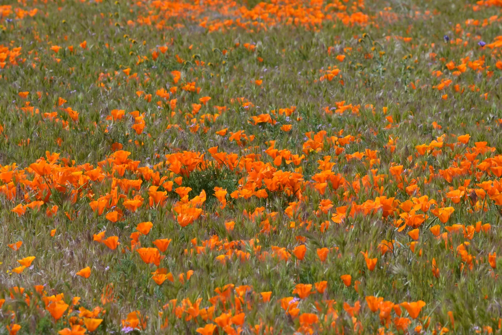Mexican Gold Poppy (Eschscholzia Mexicana) — This drought-tolerant wildflower is excellent for low-water landscapes; presents a soft texture that, image 87