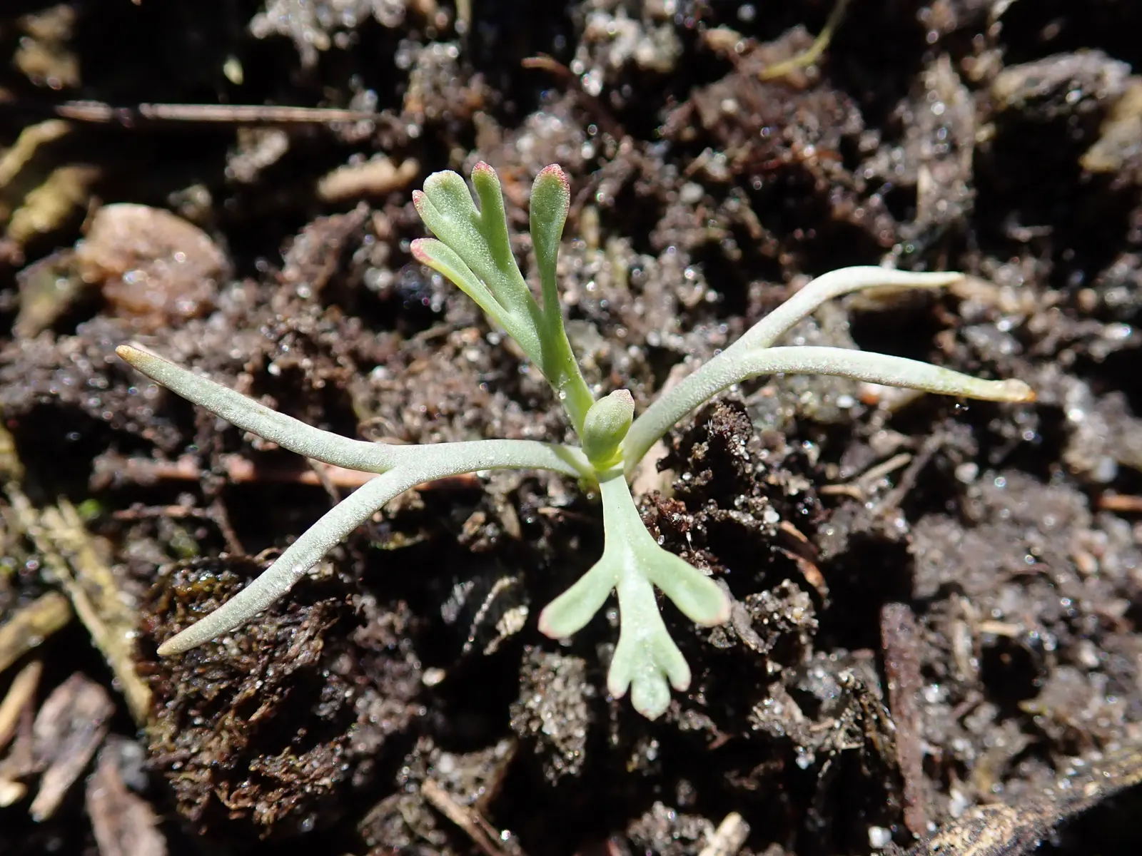 Mexican Gold Poppy (Eschscholzia Mexicana) — annual with gold and orange and yellow blooms; presents a soft texture that complements the bold, image 139