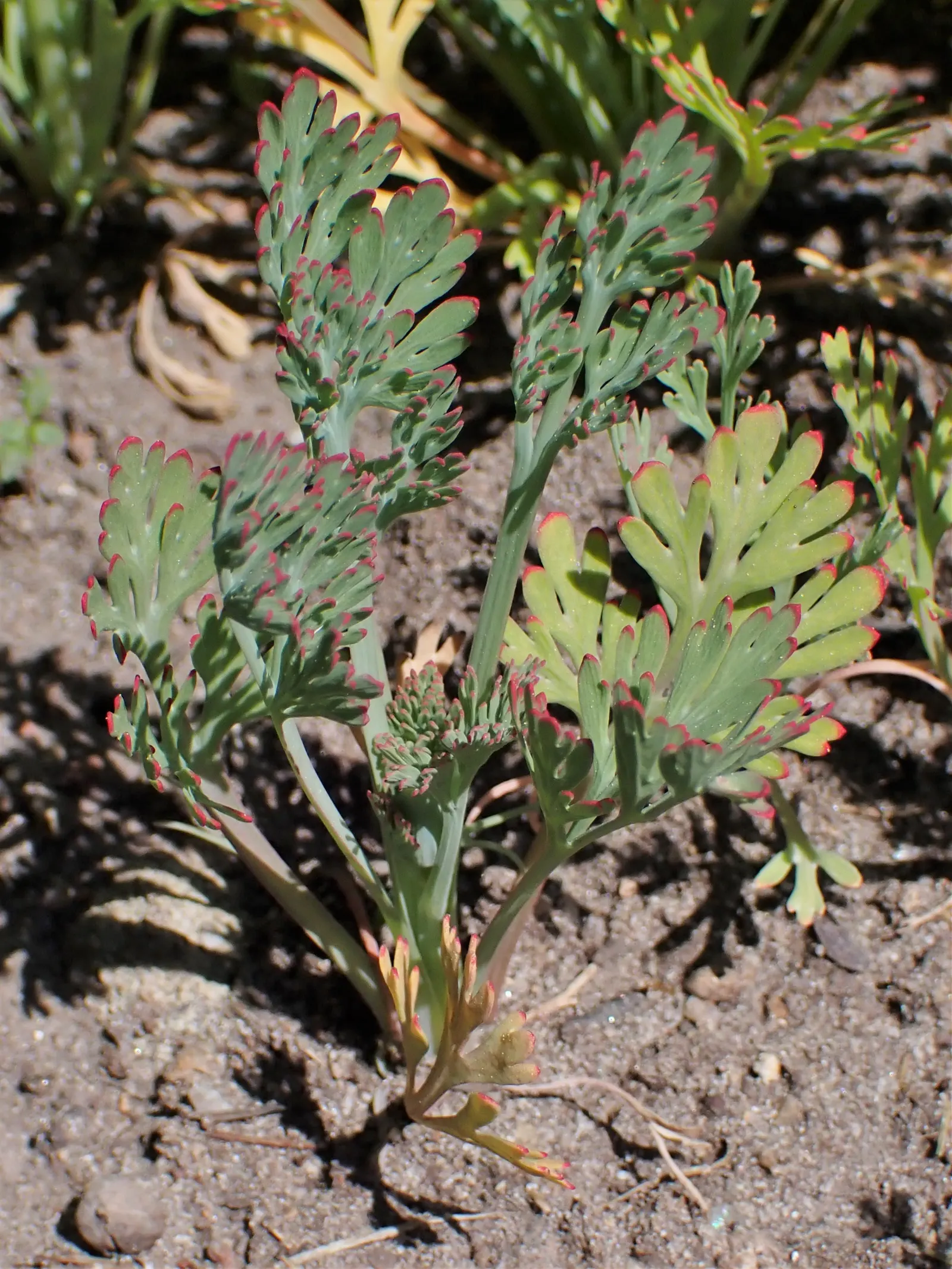 Mexican Gold Poppy (Eschscholzia Mexicana) — presents a soft texture that complements the bold flowers; the flower's showy cups are approximately 2, image 158