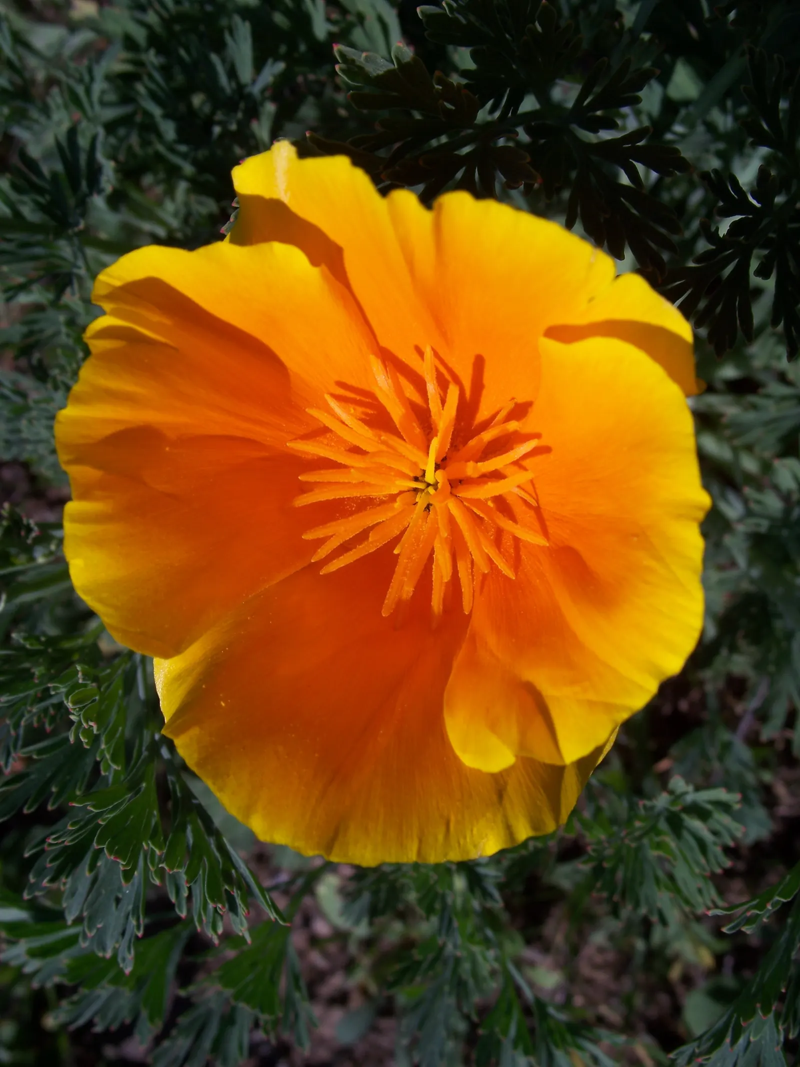 Mexican Gold Poppy (Eschscholzia Mexicana) — Ideal for rock gardens, borders, and as a groundcover; presents a soft texture that complements the, image 63