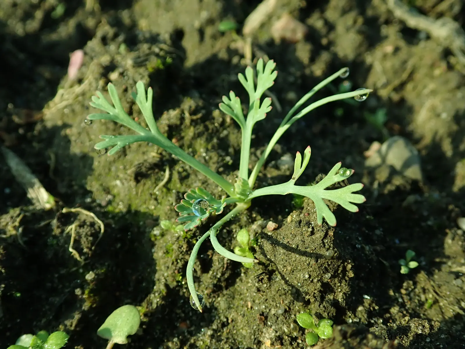 Mexican Gold Poppy (Eschscholzia Mexicana) — glaucous green stems that reach heights between 8 and 18 inches; adding a splash of color in late, image 125
