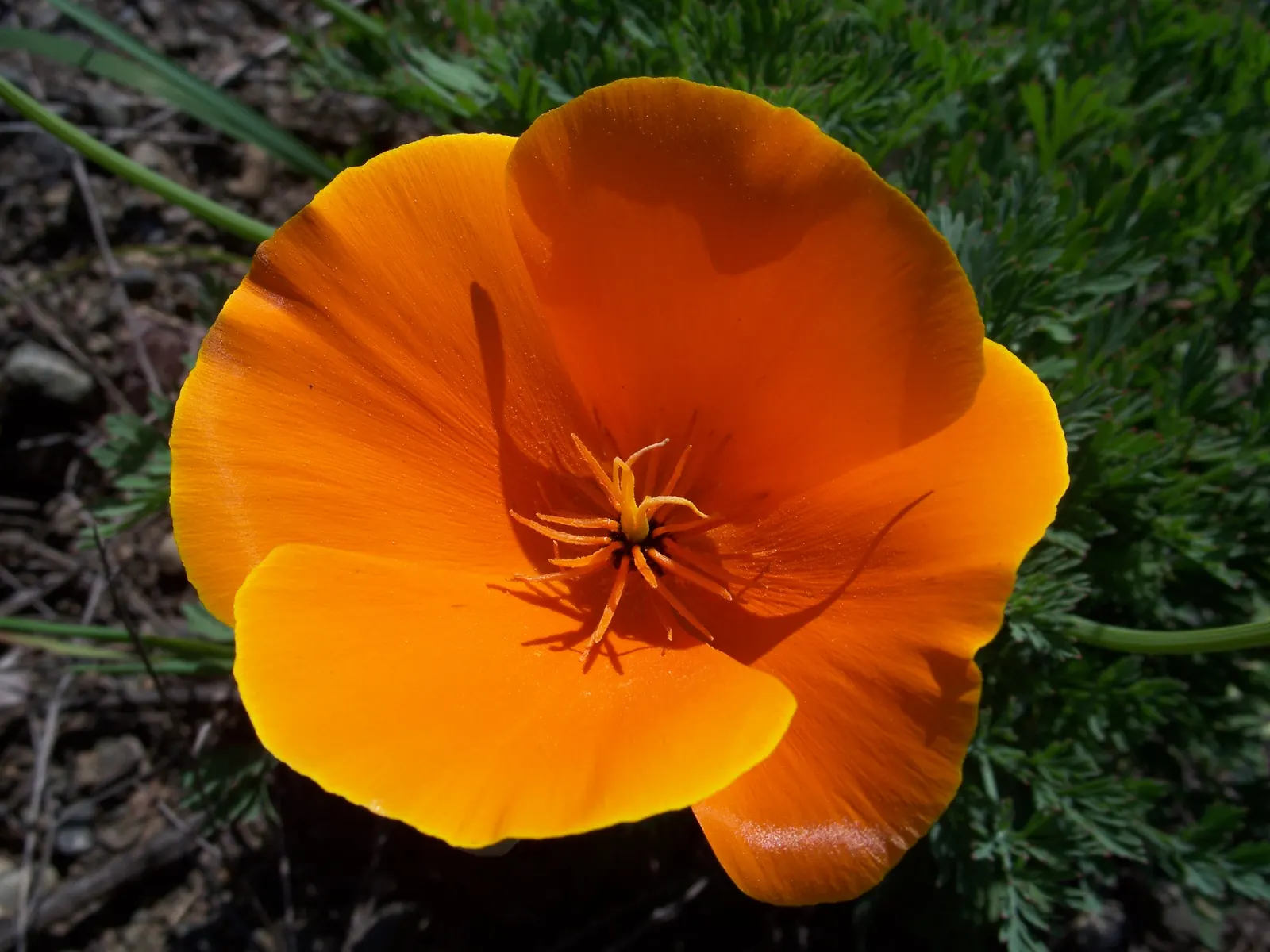 Mexican Gold Poppy (Eschscholzia Mexicana) — contributing to the local ecosystem; adding a splash of color in late winter to spring, image 165