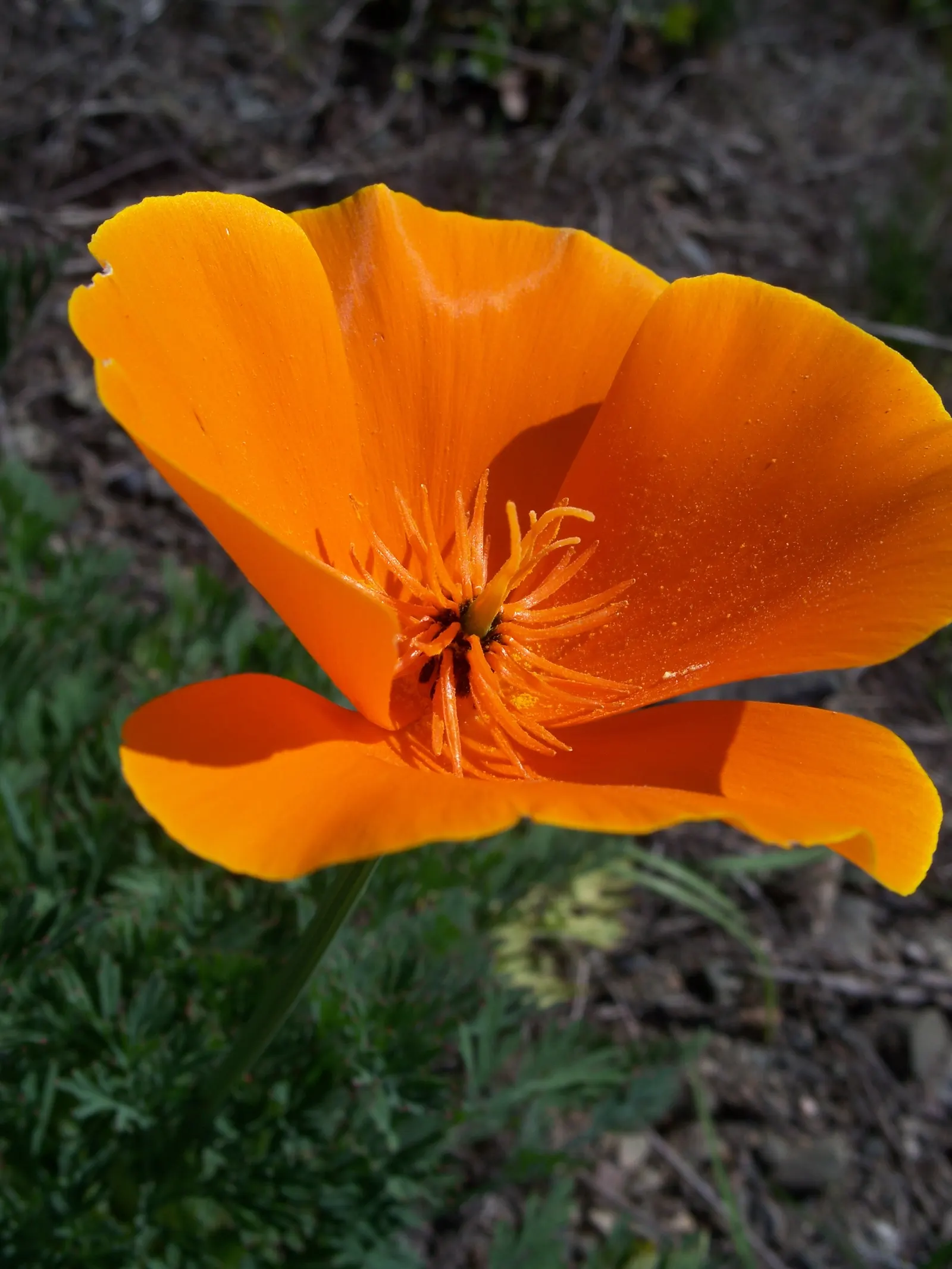 Mexican Gold Poppy (Eschscholzia Mexicana) — with a pH ranging from slightly acidic to neutral; presents a soft texture that complements the bold, image 187