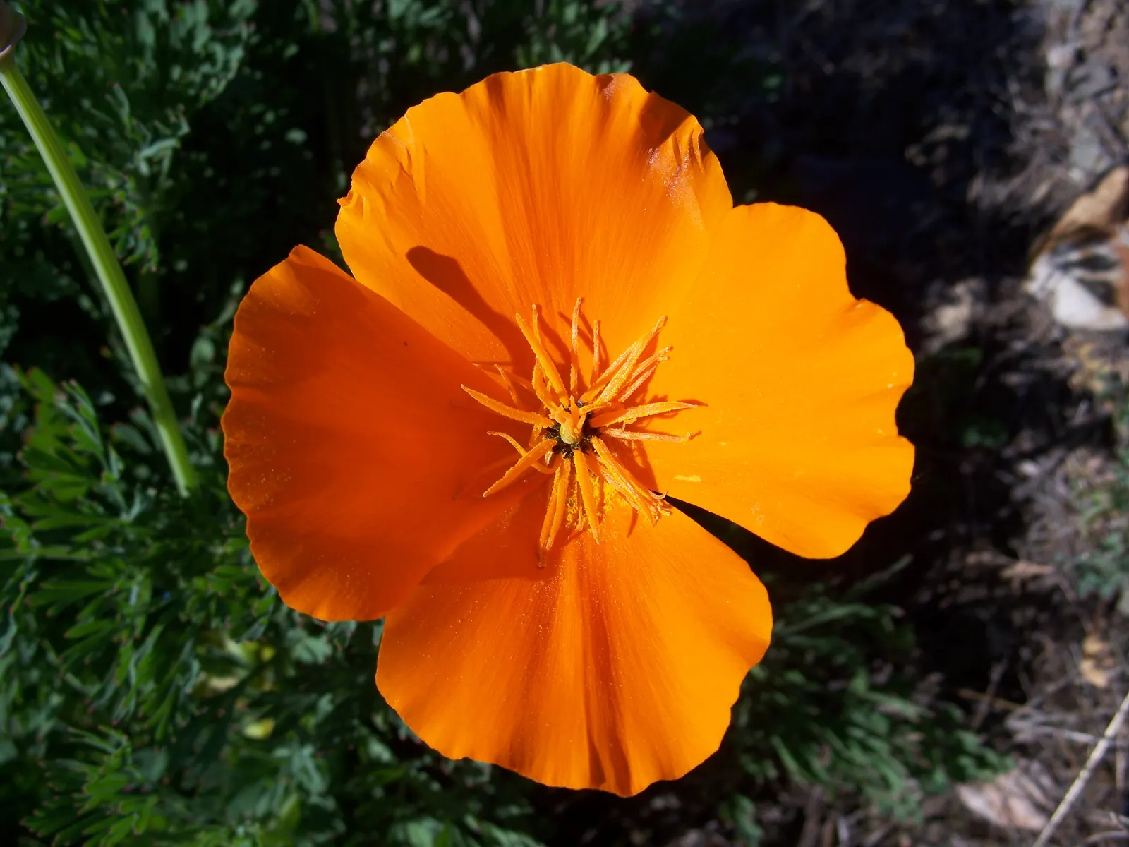 Mexican Gold Poppy (Eschscholzia Mexicana) — This drought-tolerant wildflower is excellent for low-water landscapes; presents a soft texture that, image 115