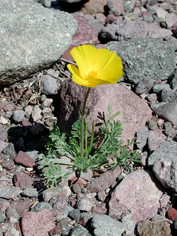 Mexican Gold Poppy (Eschscholzia Mexicana) — gold and orange and yellow flowers in the garden; the flower's showy cups are approximately 2 inches, image 82
