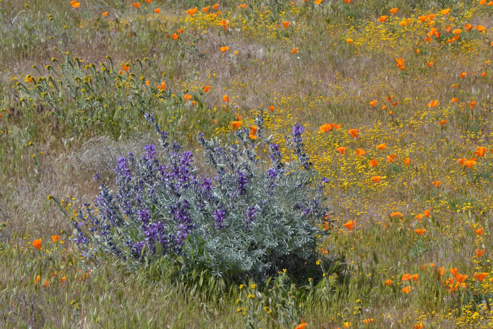 Mexican Gold Poppy (Eschscholzia Mexicana) — presents a soft texture that complements the bold flowers