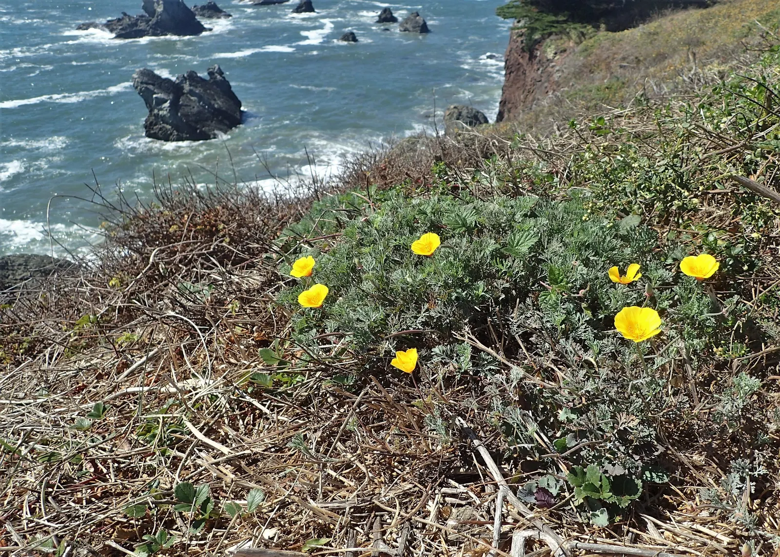 Mexican Gold Poppy (Eschscholzia Mexicana) — with a pH ranging from slightly acidic to neutral; presents a soft texture that complements the bold flowers
