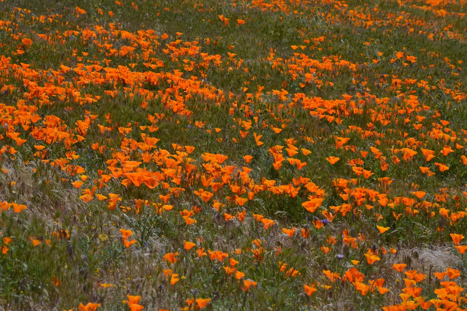 Mexican Gold Poppy (Eschscholzia Mexicana) — Flourishing in full sun, it grows 8-12 inches tall and spreads up to 12 inches wide; the flower's, image 86