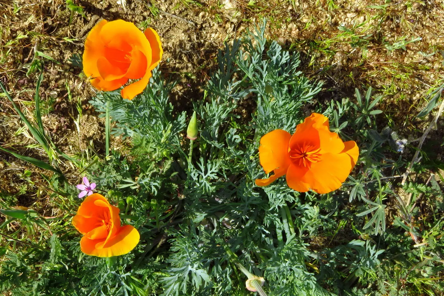 Mexican Gold Poppy (Eschscholzia Mexicana) — Their low water needs make them an excellent choice for xeriscaping; contributing to the local, image 72