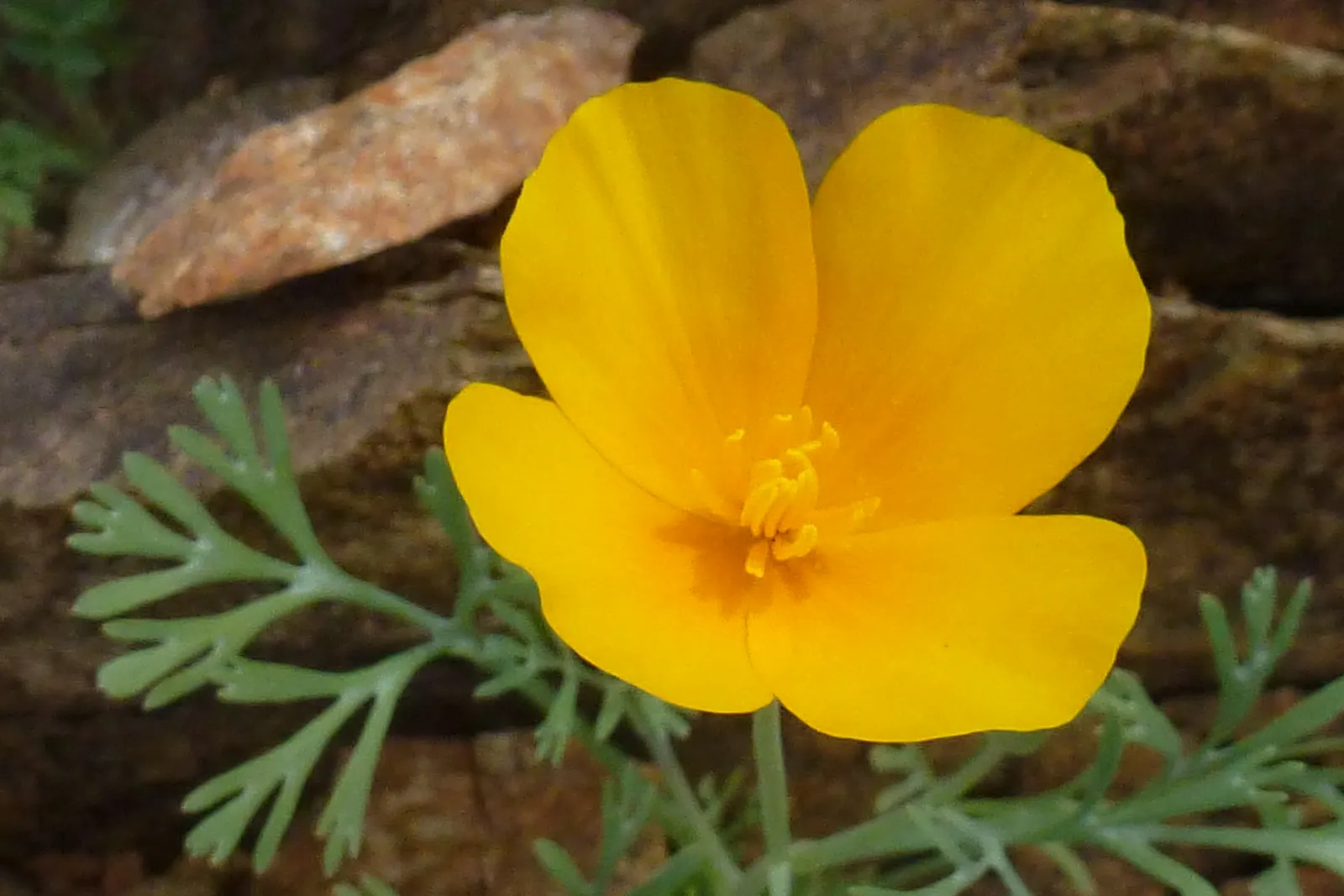 Mexican Gold Poppy (Eschscholzia Mexicana) — gracefully poised atop slender