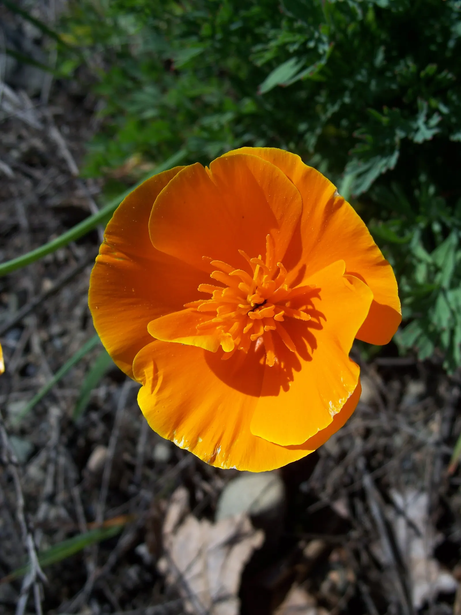 Mexican Gold Poppy (Eschscholzia Mexicana) — finely dissected and fern-like; adding a splash of color in late winter to spring, image 129