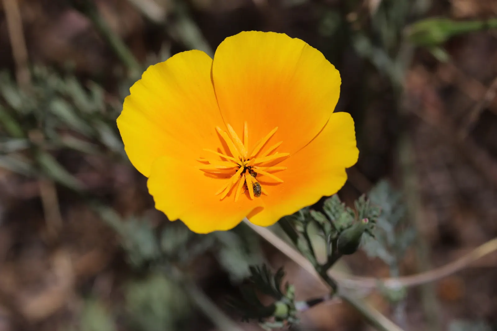 Mexican Gold Poppy (Eschscholzia Mexicana) — preferring full sun exposure for optimal bloom; the flower's showy cups are approximately 2 inches, image 206