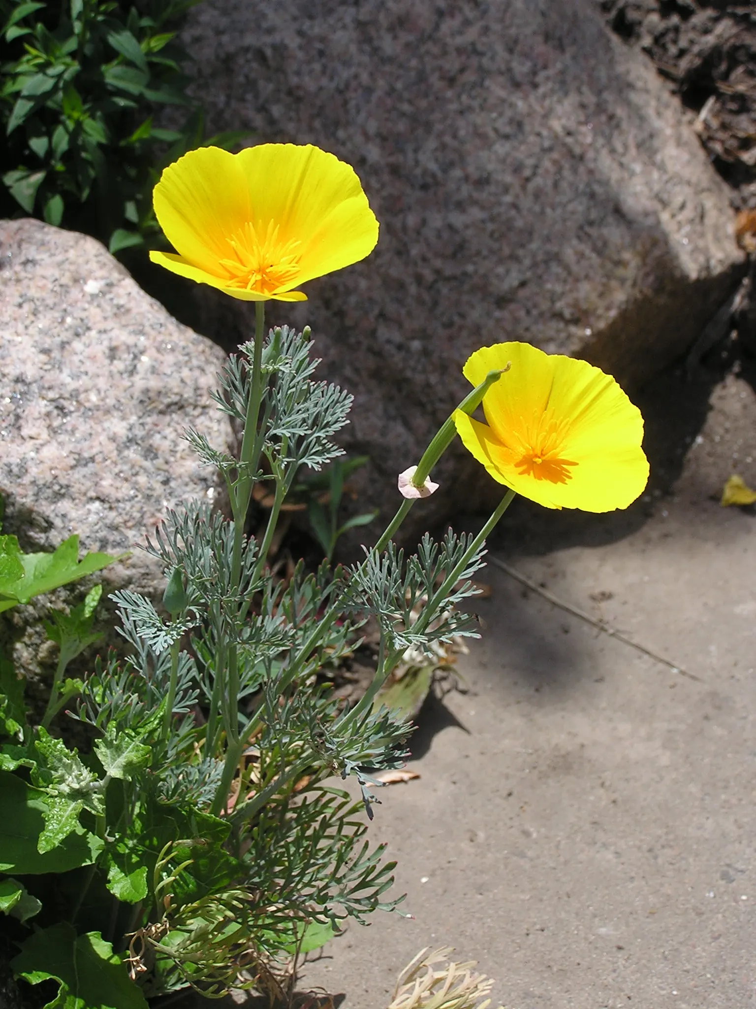 Mexican Gold Poppy (Eschscholzia Mexicana) — preferring full sun exposure for optimal bloom; the flower's showy cups are approximately 2 inches, image 66