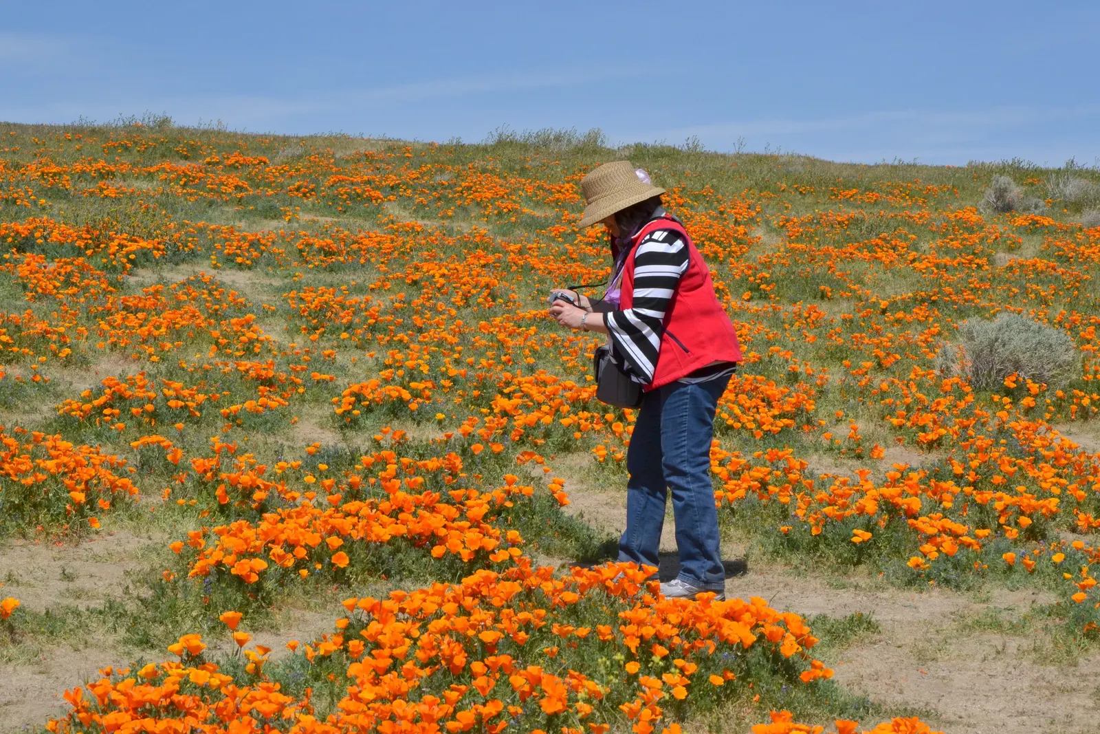 Mexican Gold Poppy (Eschscholzia Mexicana) — This drought-tolerant wildflower is excellent for low-water landscapes; presents a soft texture that, image 143