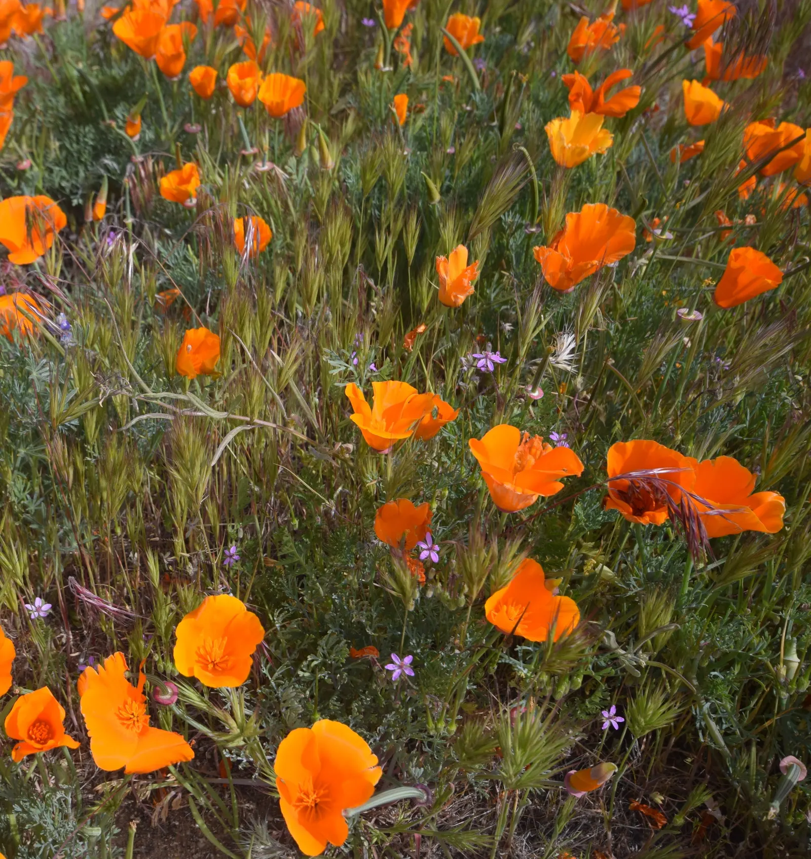 Mexican Gold Poppy (Eschscholzia Mexicana) — gracefully poised atop slender; contributing to the local ecosystem, image 68