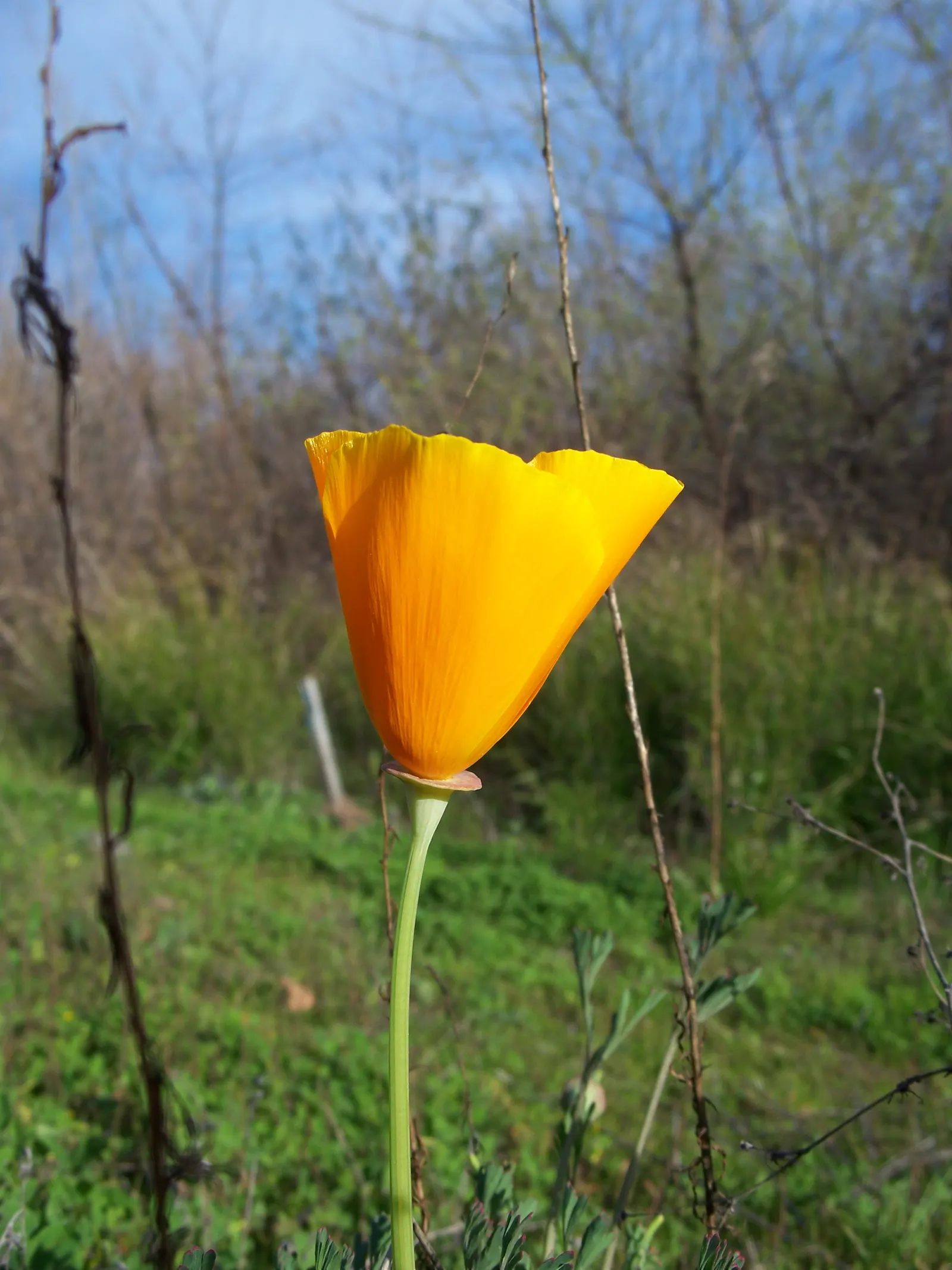 Mexican Gold Poppy (Eschscholzia Mexicana) — as they are remarkably tolerant of arid conditions; the flower's showy cups are approximately 2 inches across