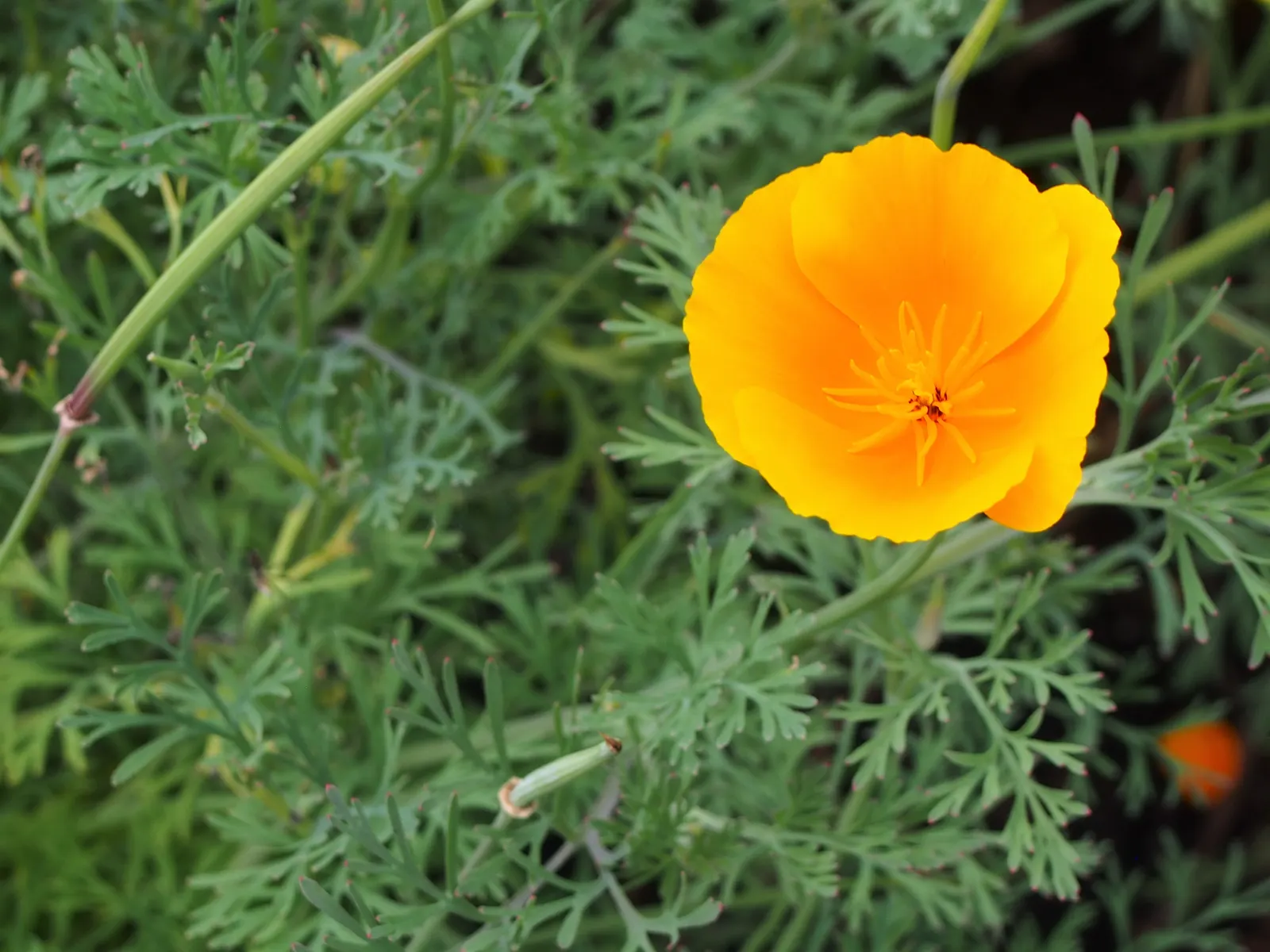 Mexican Gold Poppy (Eschscholzia Mexicana) — Originating from the deserts of Mexico and the southwestern United States; contributing to the local ecosystem