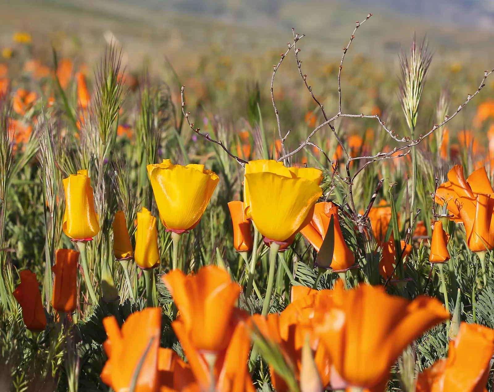 Mexican Gold Poppy (Eschscholzia Mexicana) — requiring minimal water once established; presents a soft texture that complements the bold flowers, image 155