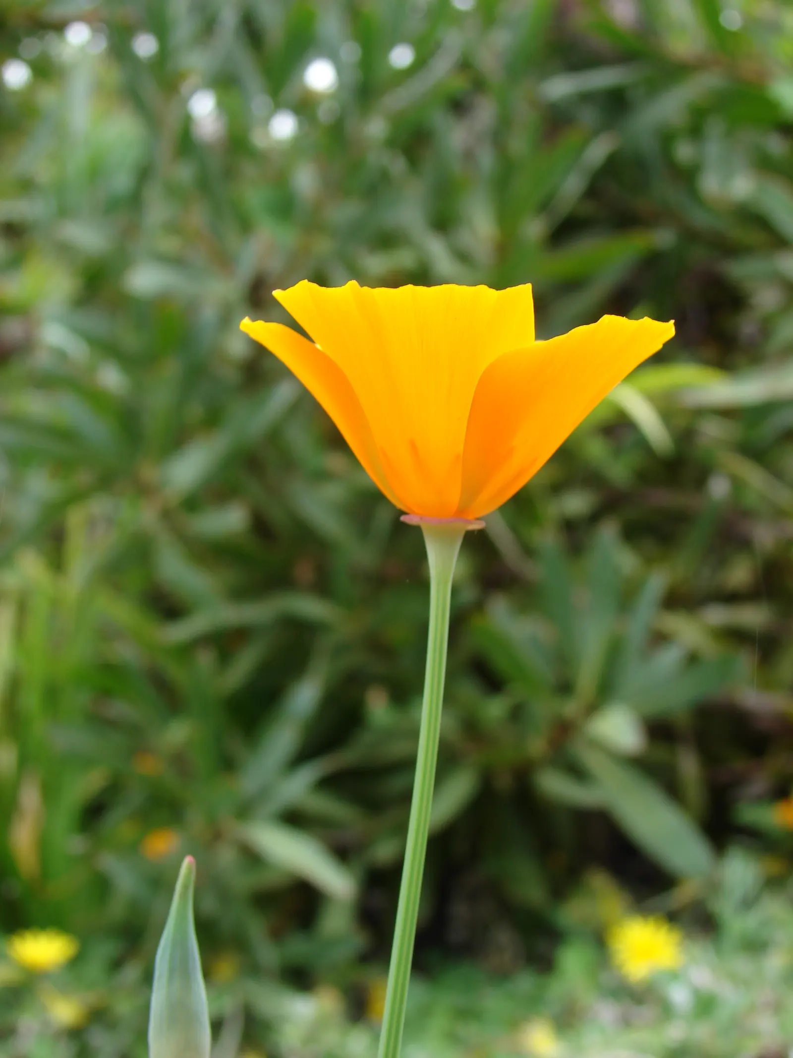 Mexican Gold Poppy (Eschscholzia Mexicana) — Prefers well-draining soil; the flower's showy cups are approximately 2 inches across