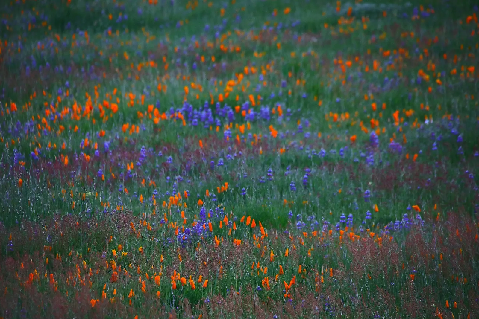 Mexican Gold Poppy (Eschscholzia Mexicana) — adding a splash of color in late winter to spring; contributing to the local ecosystem, image 144