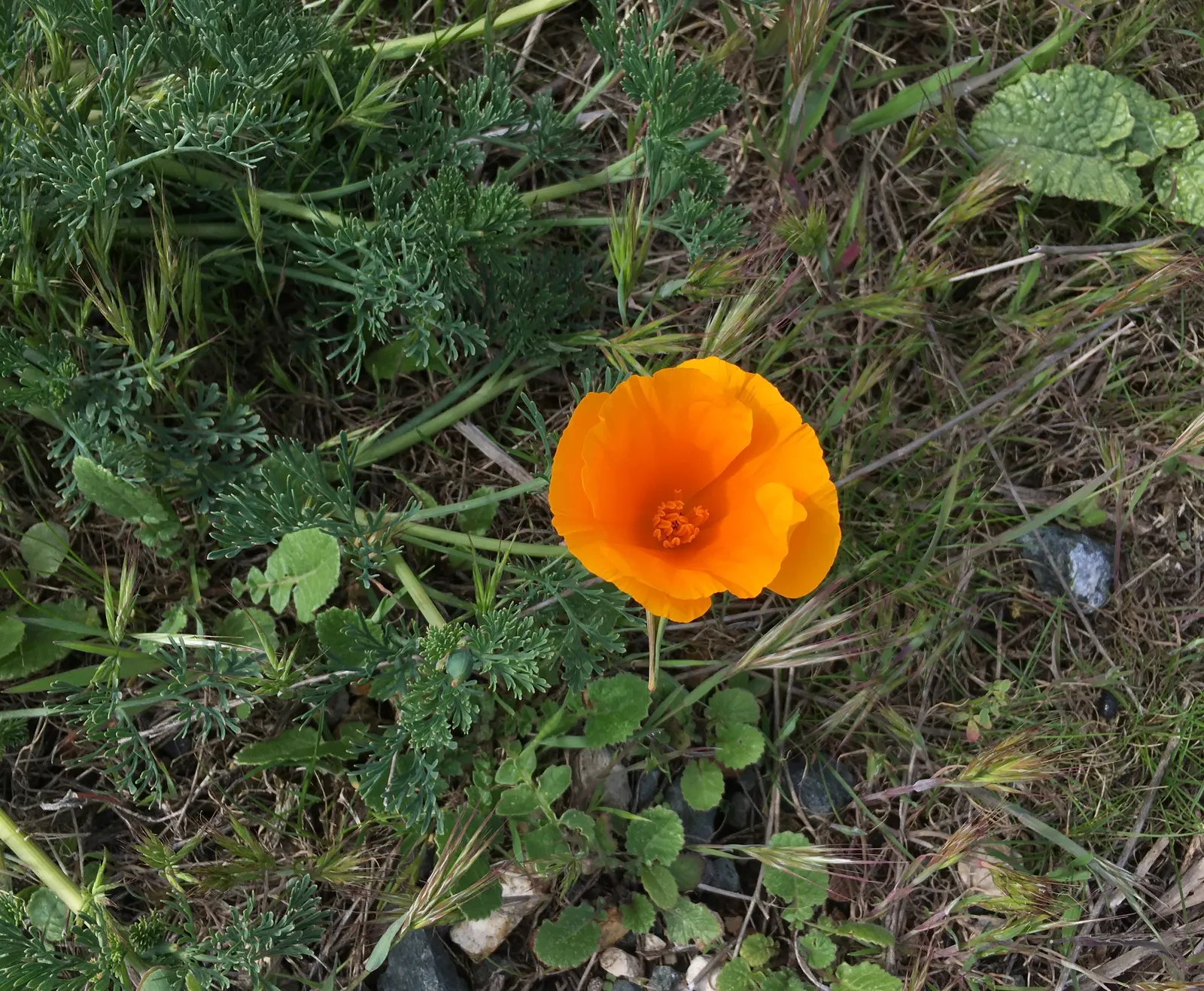 Mexican Gold Poppy (Eschscholzia Mexicana) — and serve as a food source for desert fauna; contributing to the local ecosystem