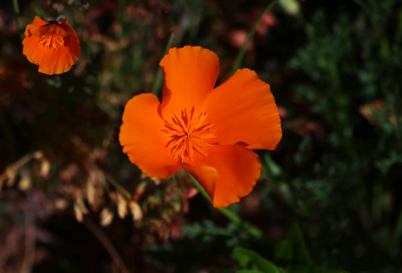 Mexican Gold Poppy (Eschscholzia Mexicana) — this poppy thrives in USDA Hardiness Zones 8 through 10; adding a splash of color in late winter to, image 93