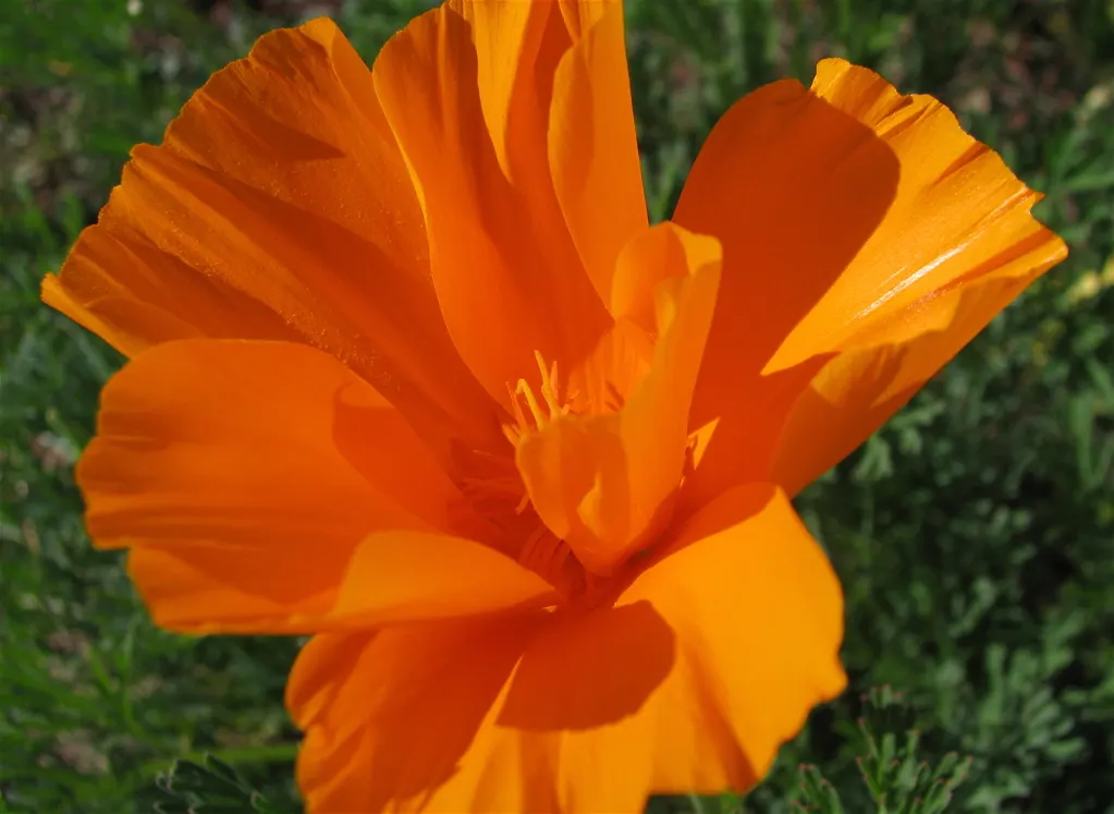 Mexican Gold Poppy (Eschscholzia Mexicana) — Prefers well-draining soil; the flower's showy cups are approximately 2 inches across, image 62