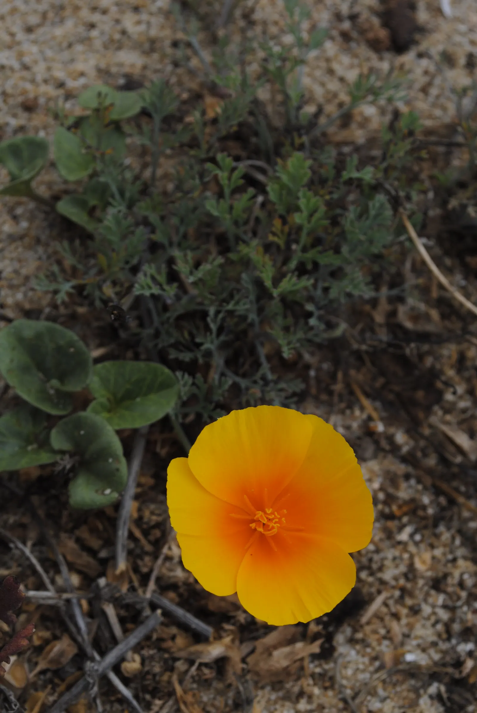 Mexican Gold Poppy (Eschscholzia Mexicana) — annual for full; contributing to the local ecosystem, image 196