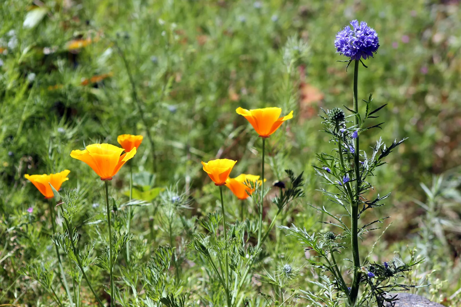 Mexican Gold Poppy (Eschscholzia Mexicana) — gold and orange and yellow flowers in the garden; the flower's showy cups are approximately 2 inches across