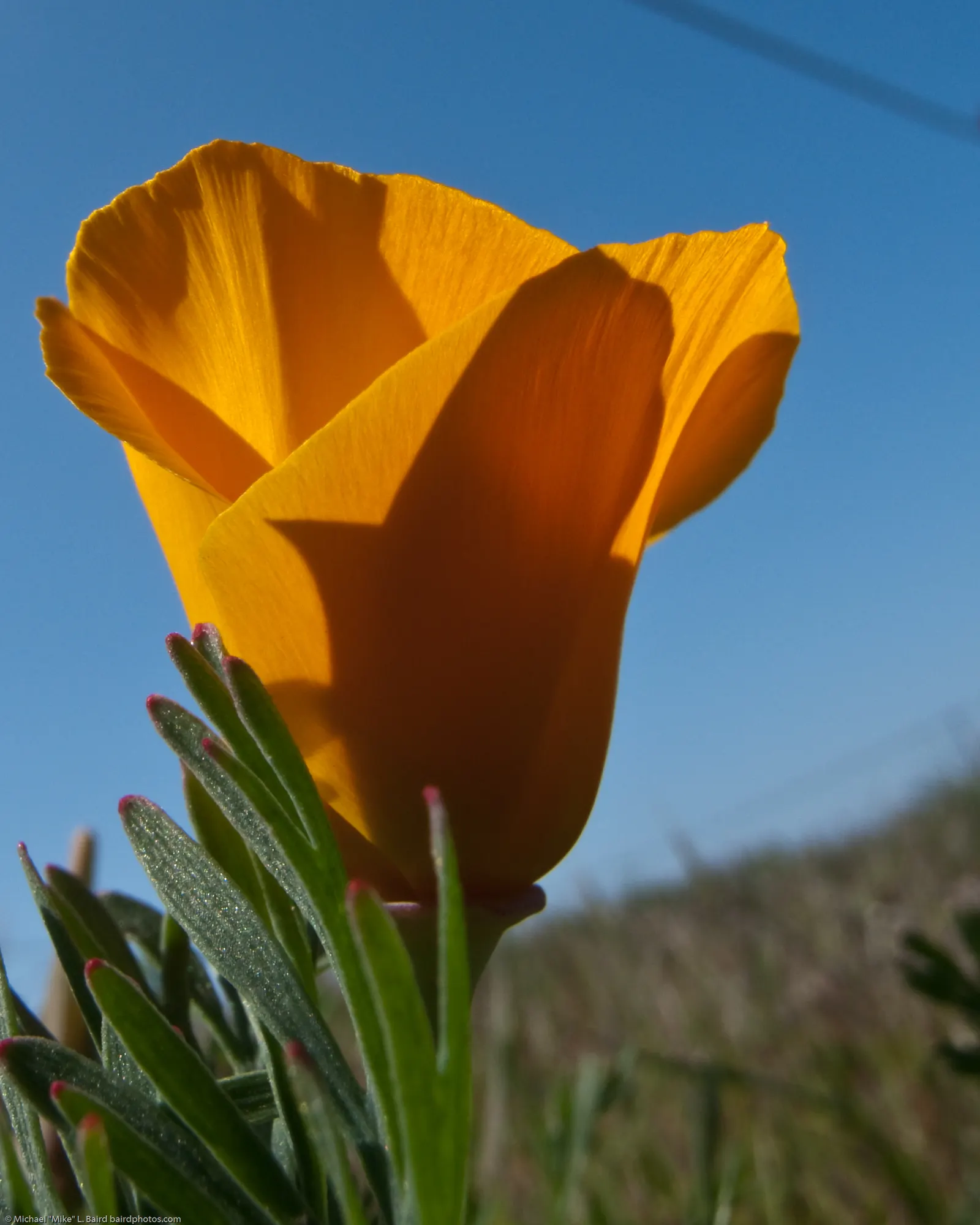 Mexican Gold Poppy (Eschscholzia Mexicana) — this poppy thrives in USDA Hardiness Zones 8 through 10; adding a splash of color in late winter to, image 65