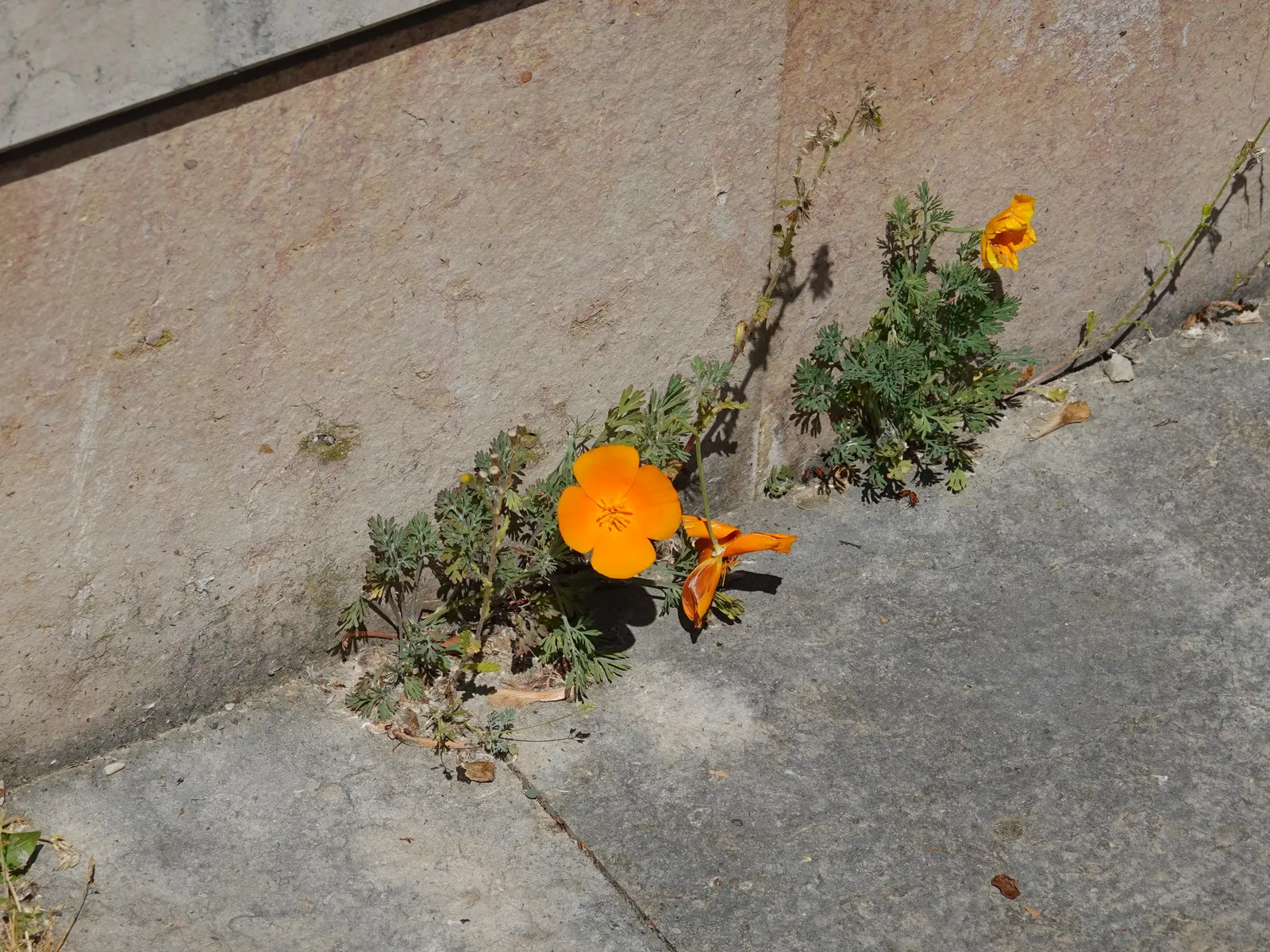 Mexican Gold Poppy (Eschscholzia Mexicana) — For extended displays of color