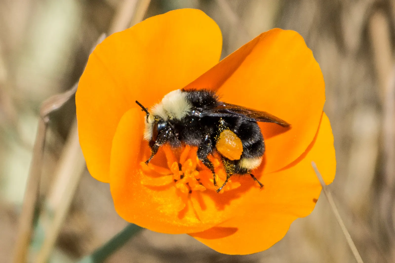 Mexican Gold Poppy (Eschscholzia Mexicana) — as these poppies self-seed under favorable conditions; the flower's showy cups are approximately 2, image 78