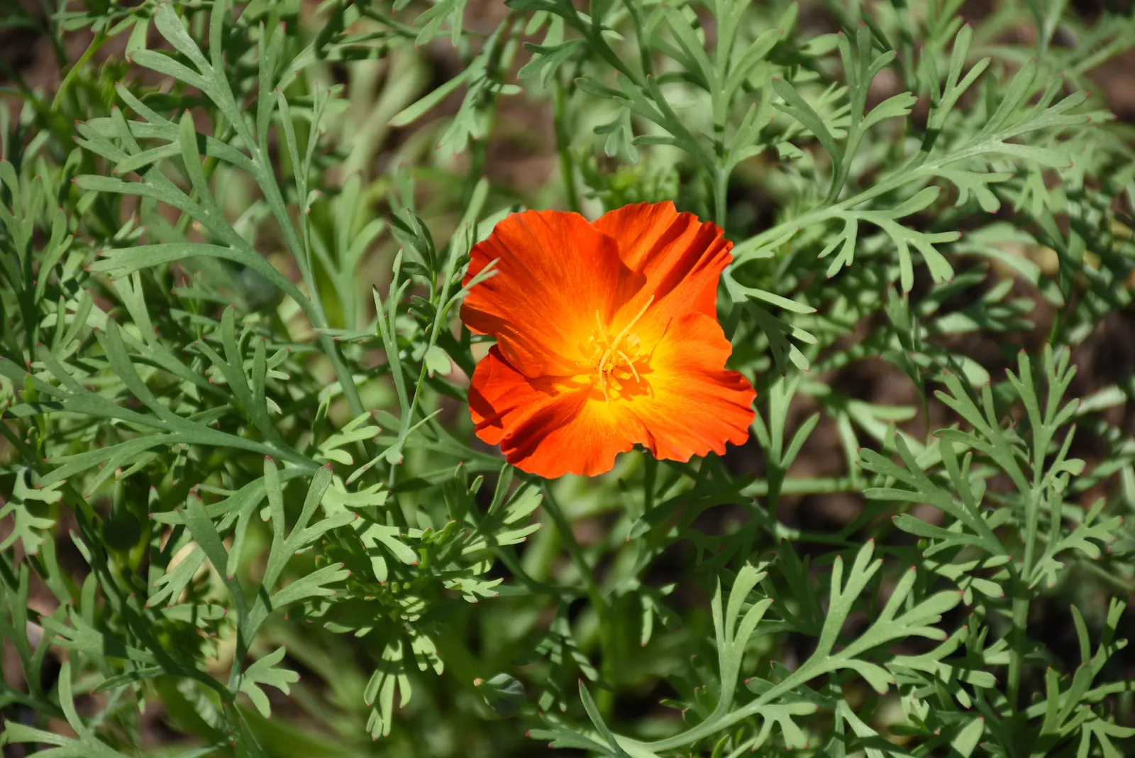 Mexican Gold Poppy (Eschscholzia Mexicana) — adding a splash of color in late winter to spring; contributing to the local ecosystem