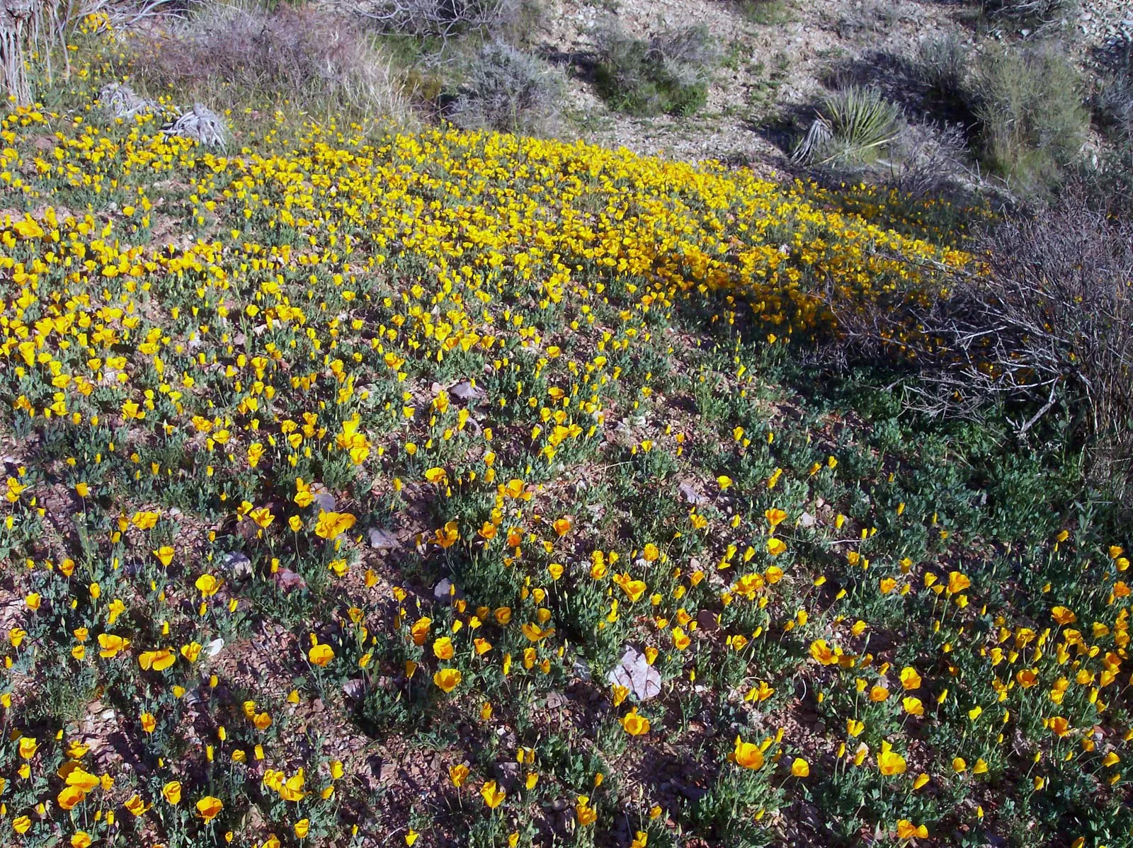 Mexican Gold Poppy (Eschscholzia Mexicana) — this poppy thrives in USDA Hardiness Zones 8 through 10; adding a splash of color in late winter to spring