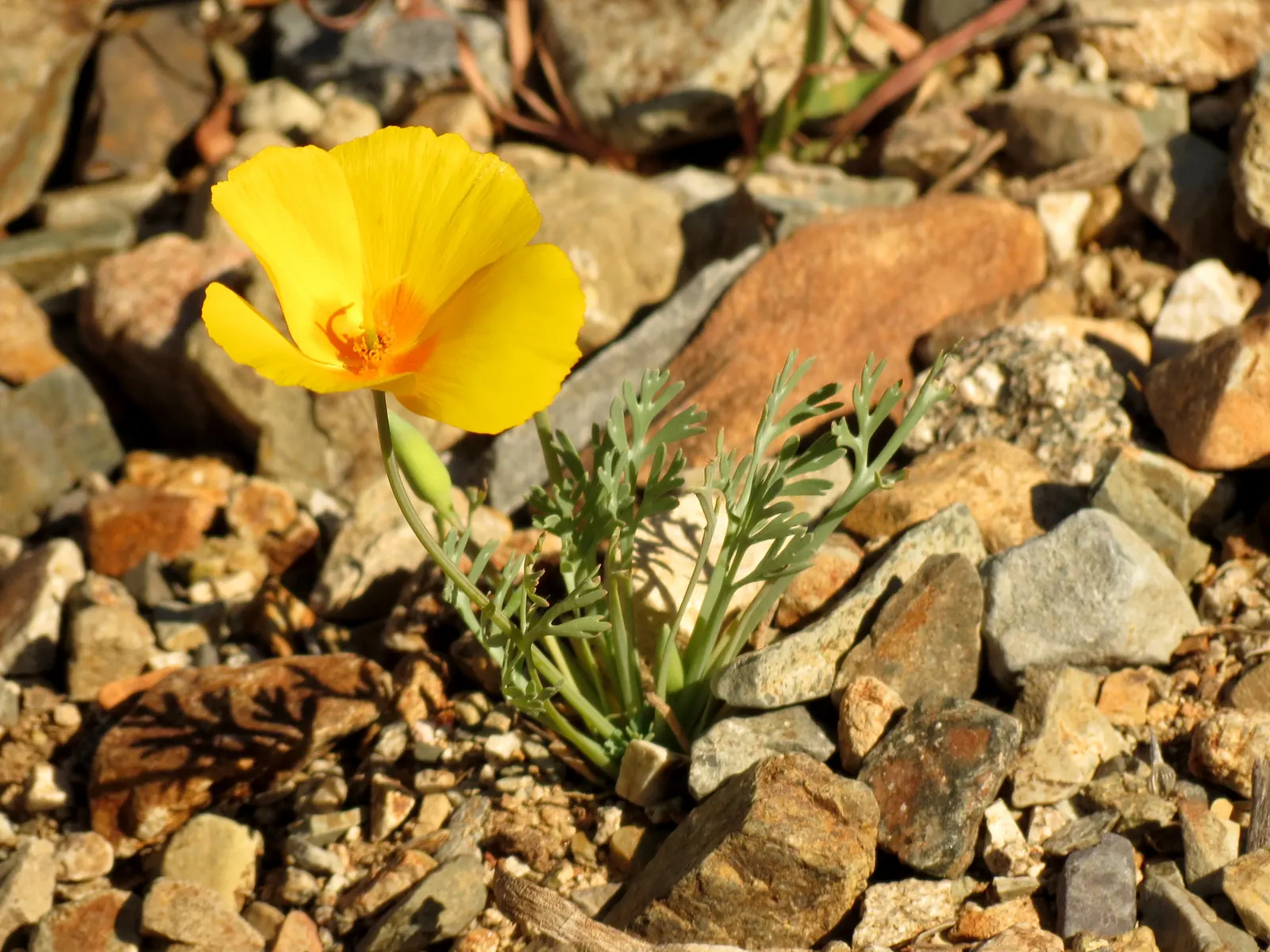 Mexican Gold Poppy (Eschscholzia Mexicana) — annual for full; contributing to the local ecosystem, image 84