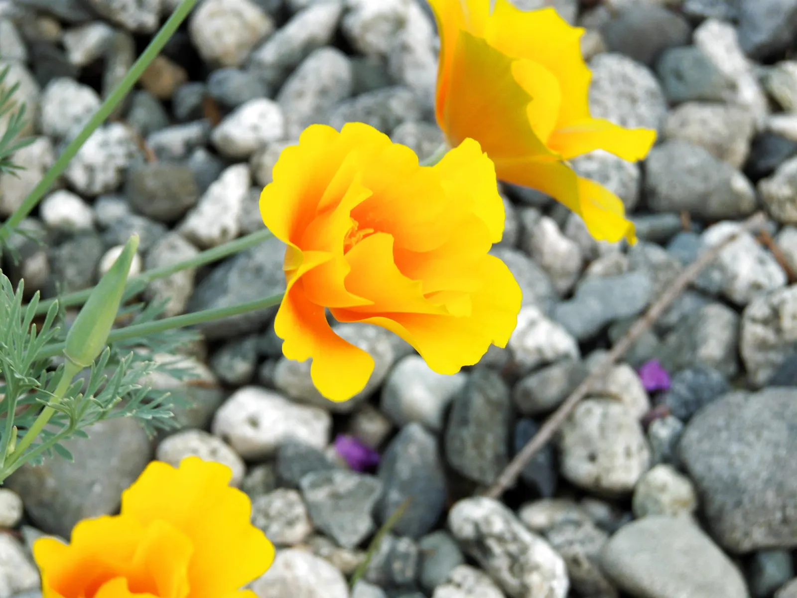 Mexican Gold Poppy (Eschscholzia Mexicana) — For extended displays of color; contributing to the local ecosystem, image 76